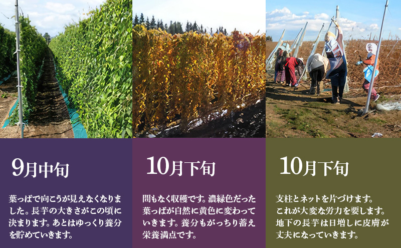 北海道 十勝の大地が育てたシャキシャキ食感と強い粘り 幕別産 長いも Lサイズ 10kg［木川商店］【 長いも 長芋 ながいも ナガイモ とろろ 芋 いも 野菜 10kg 5kg  産地直送 旬 濃厚 北海道 十勝 幕別 】 