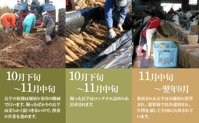 北海道 十勝の大地が育てたシャキシャキ食感と強い粘り 幕別産 長いも Lサイズ 10kg［木川商店］【 長いも 長芋 ながいも ナガイモ とろろ 芋 いも 野菜 10kg 5kg  産地直送 旬 濃厚 北海道 十勝 幕別 】 