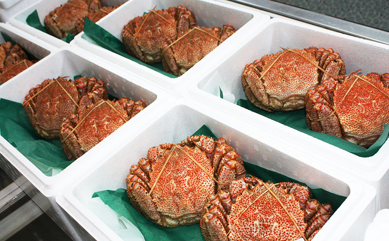 ［冷蔵便］茹でたて直送！北海道産 または ロシア産 朝茹で毛ガニ 約600g×1尾【 かに カニ 蟹 幕別町 北海道 毛蟹 毛ガニ 海鮮 魚介 海の幸 海産物 冷蔵 】