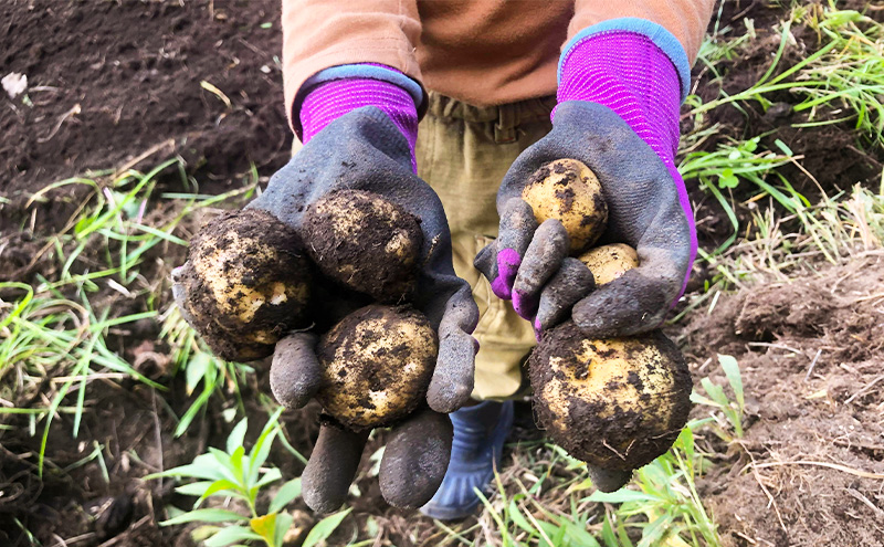 北海道十勝 ミナイカシのワイルドジャガイモおまかせ2種 計3kg 【栽培期間中農薬不使用】自然栽培 じゃがいも【 芋 いも ジャガイモ 野菜 食品 人気 産直 産地直送 北海道 幕別 】