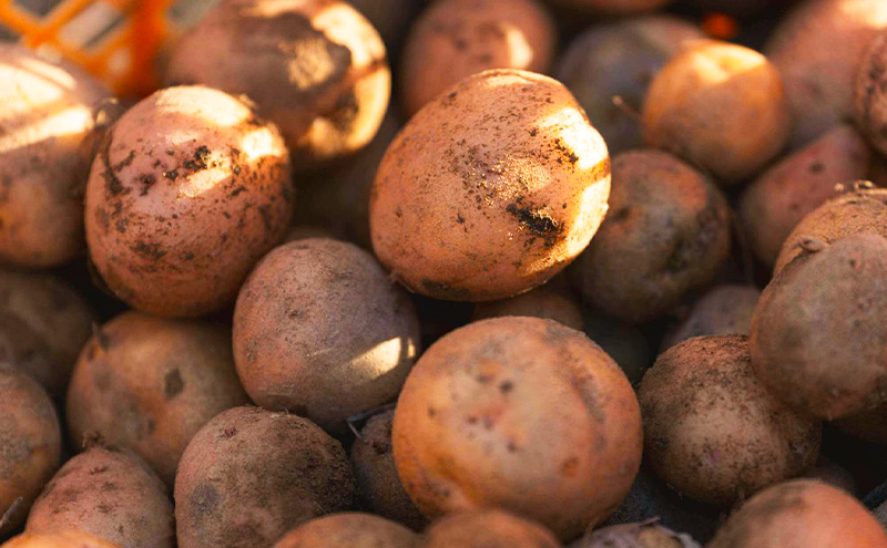 北海道十勝 ミナイカシのワイルドジャガイモおまかせ2種 計3kg 【栽培期間中農薬不使用】自然栽培 じゃがいも【 芋 いも ジャガイモ 野菜 食品 人気 産直 産地直送 北海道 幕別 】