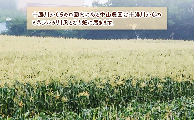 北海道 幕別町産 中山農園 朝どれ とうもろこし 3種 15本 [ 北海道産 スイートコーン 野菜  十勝 幕別 新鮮 テレビで紹介 ] 