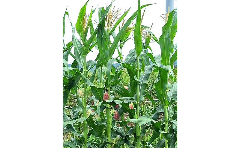 北海道 幕別町産 中山農園 朝どれ とうもろこし 3種 15本 [ 北海道産 スイートコーン 野菜  十勝 幕別 新鮮 テレビで紹介 ] 