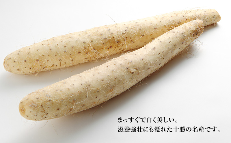 2026年12月発送 先行予約 十勝「忠類長いも」10kg (10～16本) L～2L