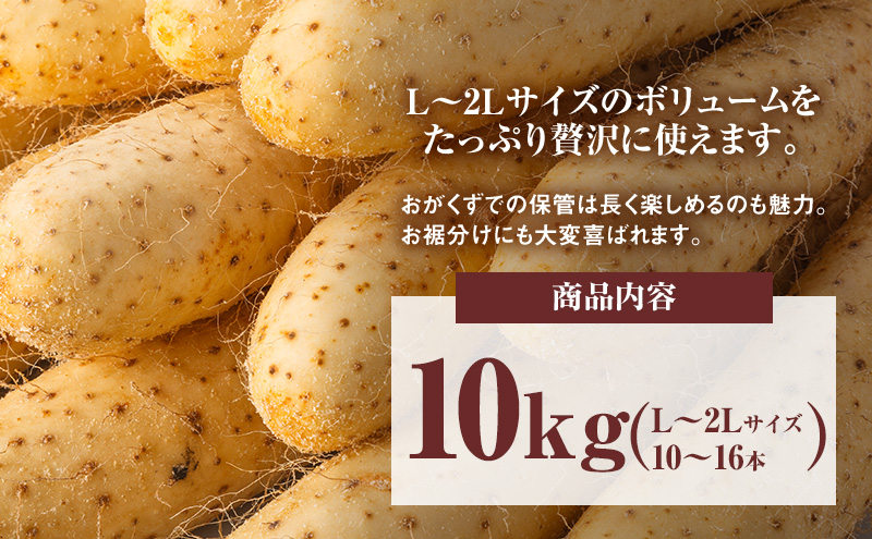 2026年12月発送 先行予約 十勝「忠類長いも」10kg (10～16本) L～2L