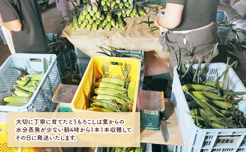 北海道 幕別町産 中山農園 朝どれ とうもろこし 3種 10本 （1本350g以上） [ 北海道産 スイートコーン 野菜  十勝 幕別 新鮮 テレビで紹介 ]