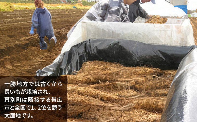 北海道 十勝の大地が育てたシャキシャキ食感と強い粘り 幕別産 長いも Lサイズ 5kg ［木川商店］【 長いも 長芋 ながいも ナガイモ とろろ 芋 いも 野菜 10kg 5kg  産地直送 旬 濃厚 北海道 十勝 幕別 】 