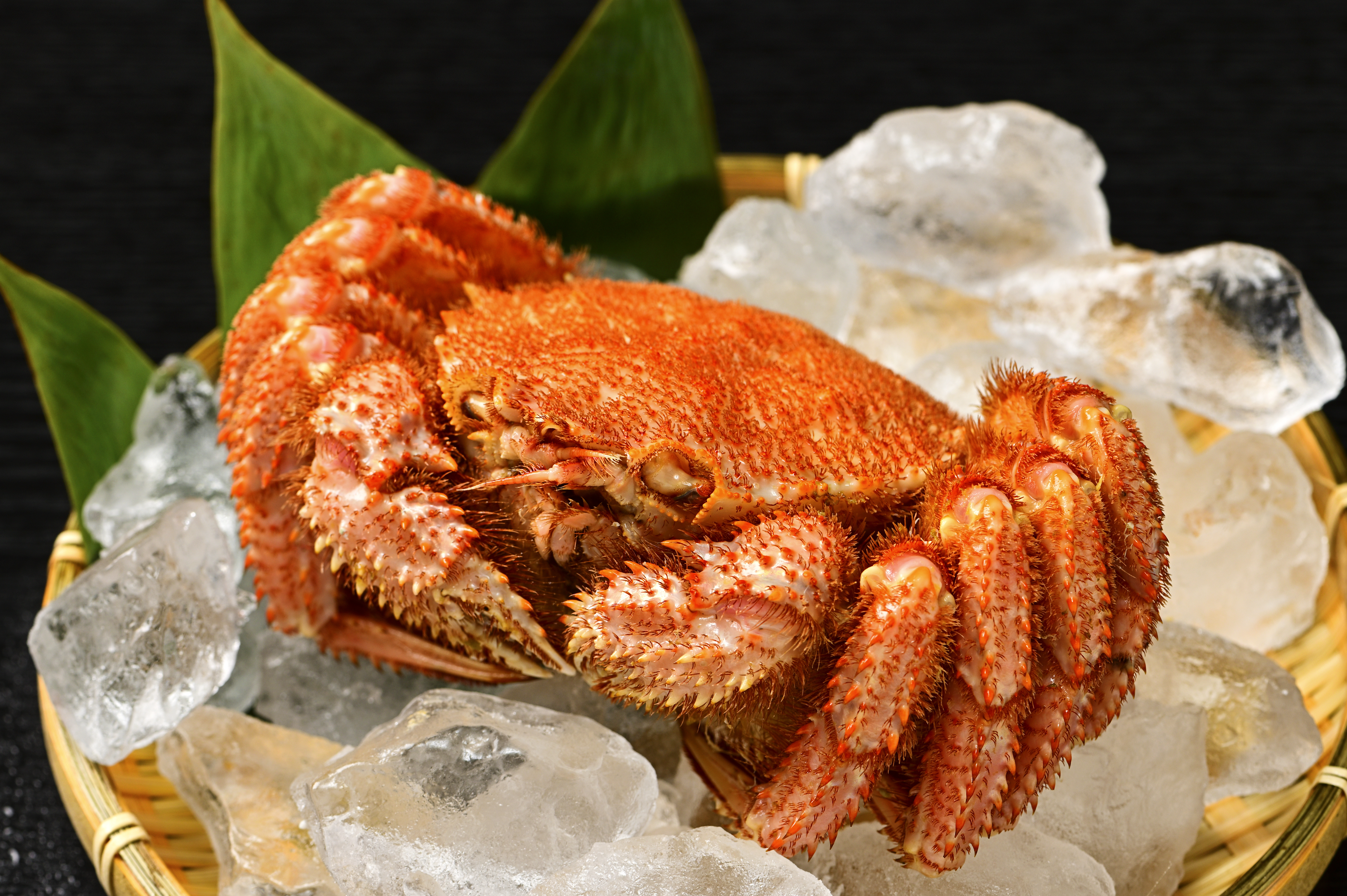 活ゆで毛蟹（2尾）計1050～1100g【冷蔵】毛ガニ 毛かに 国産 北海道産