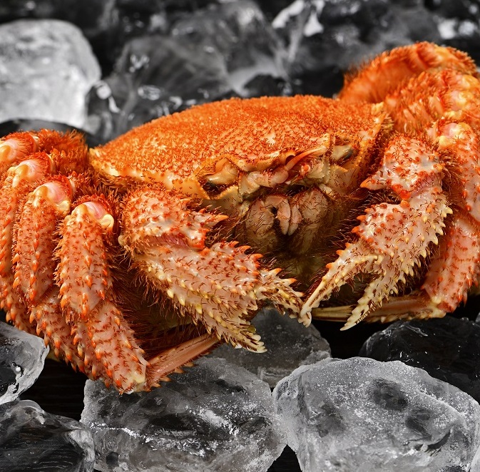 活ゆで毛蟹（2尾）計1050～1100g【冷蔵】毛ガニ 毛かに 国産 北海道産