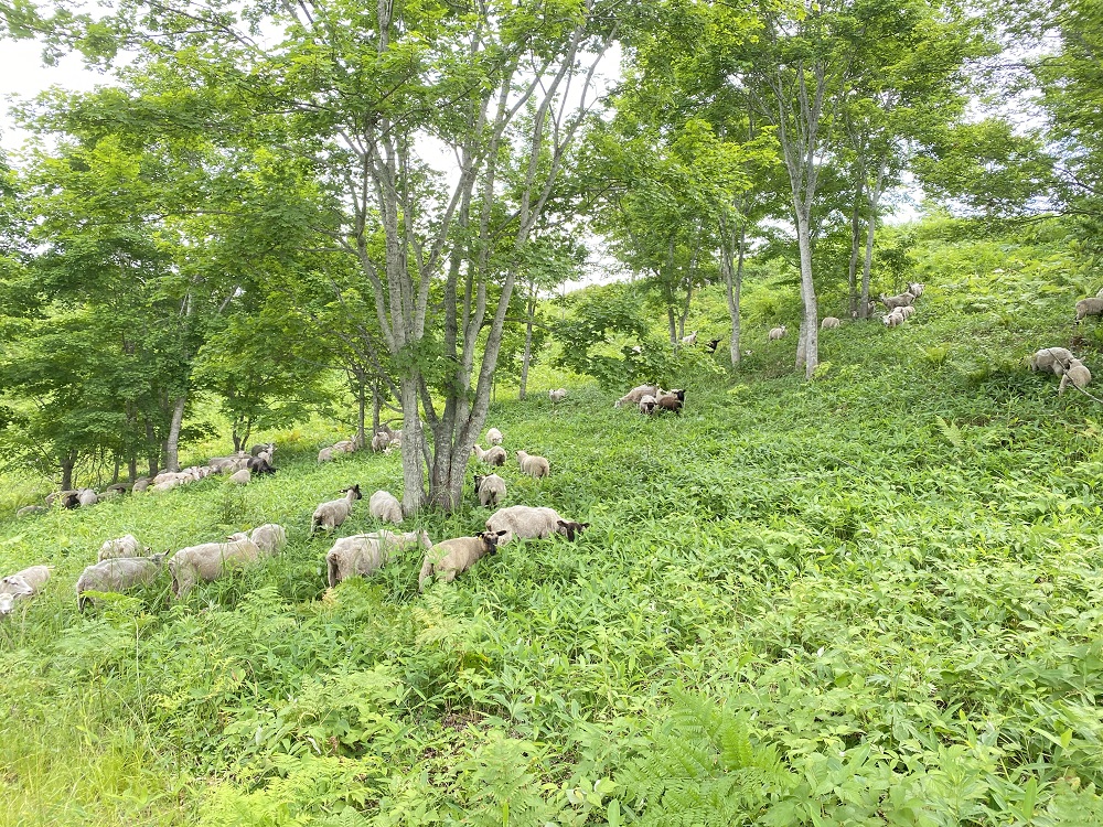 北海道池田町 ボーヤ・ファーム産 ムートン 1頭分 羊 羊皮 本革 高密度 高品質 国産 ふわふわ 職人技 オリジナル