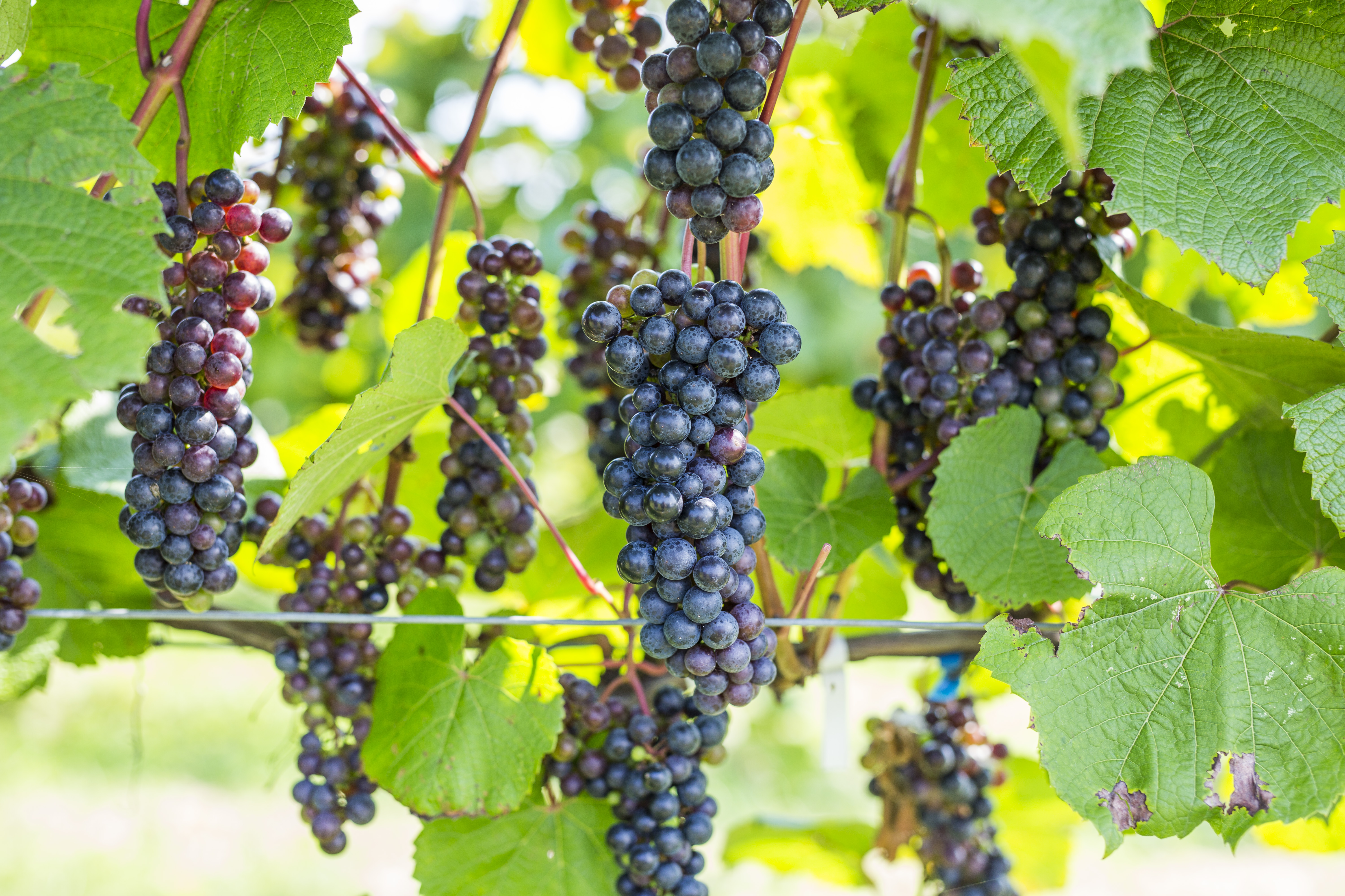 十勝ワイン 清見2本 赤ワイン 北海道ワイン 高級ワイン 北海道池田町 フレンチオーク樽使用 ビンテージ 