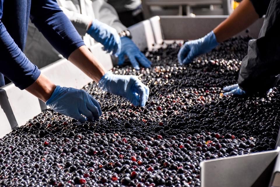 スイーツにおすすめなデザートワイン 500ml×5種6本 デザート ワイン スイーツ 食前酒 食後酒