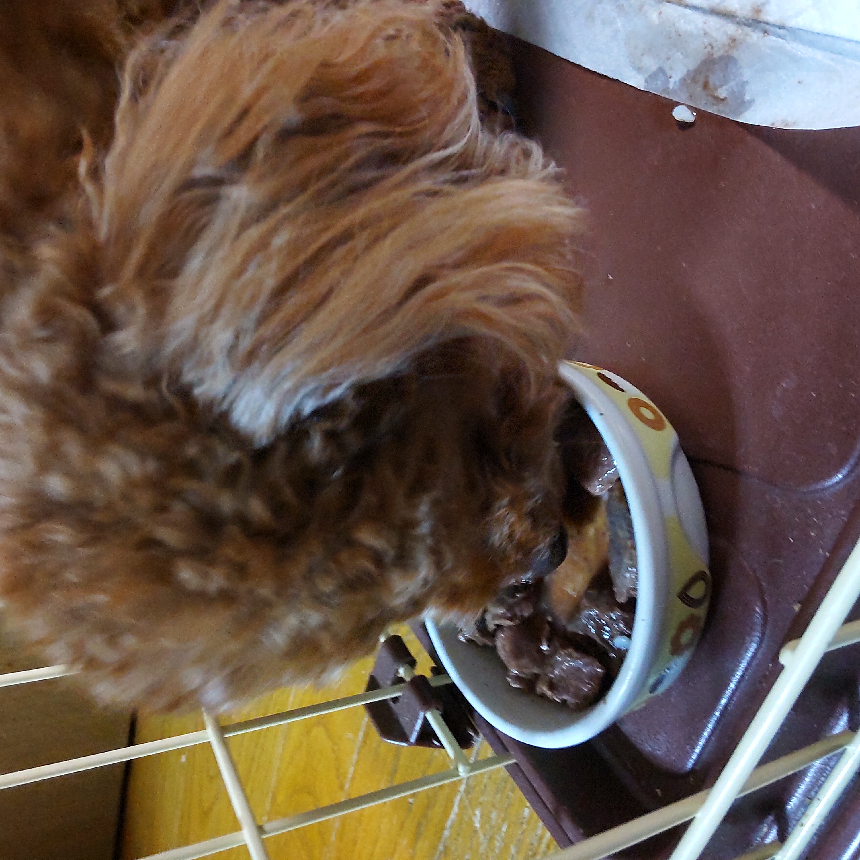 ドッグフード  ペットフード 北海道 鹿肉  乾燥食品３種