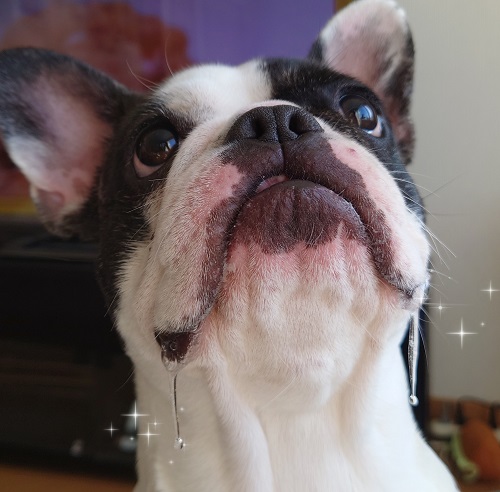 ドッグフード  ペットフード 北海道 鹿肉  ジャーキー2袋（100ｇ×2）