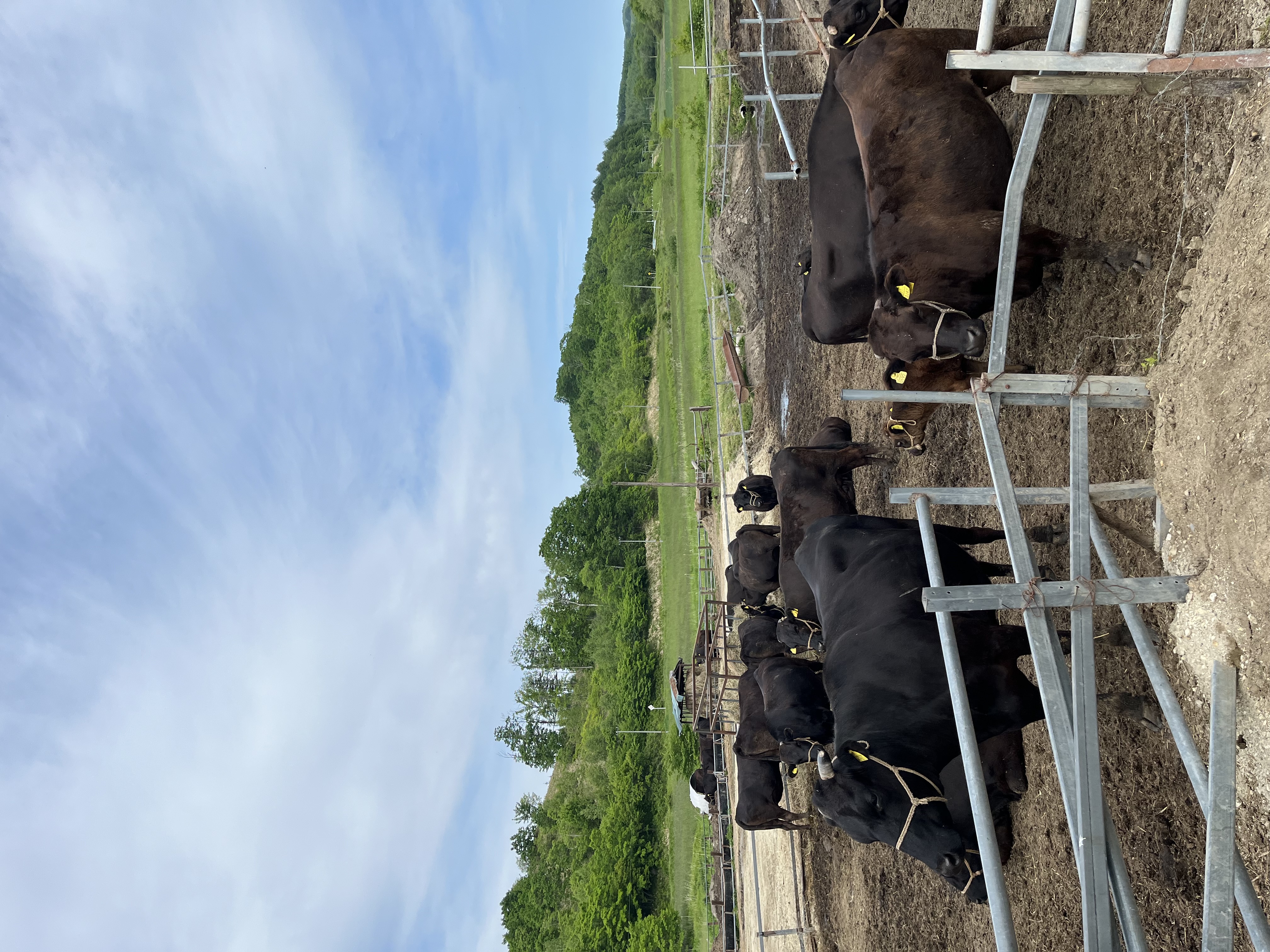 黒毛和牛 ステーキ 極上サーロイン2340ｇ（180ｇ×13枚）ブランド牛 十勝ワインビーフ 国産牛 北海道牛 増量中 