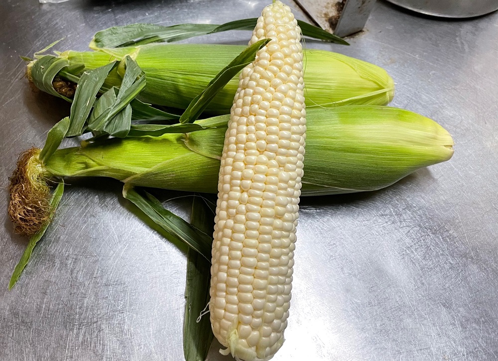 訳あり 北海道 雪の妖精（ホワイトコーン）11～12本入り 5キロ とうもろこし トウモロコシ 数量限定 期間限定 甘い 朝採り