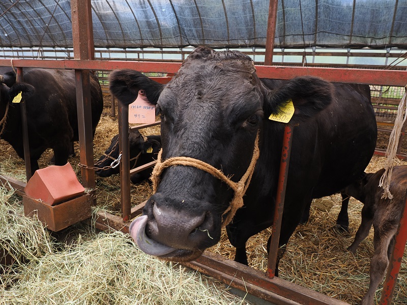 黒毛和牛 ステーキ 極上サーロイン2340ｇ（180ｇ×13枚）ブランド牛 十勝ワインビーフ 国産牛 北海道牛 増量中 