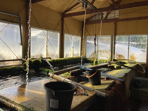 北海道 国産ドナルドサーモン(生食用) 800g  鮭 サーモン 人気サーモン サケ 国産サーモン 国産鮭