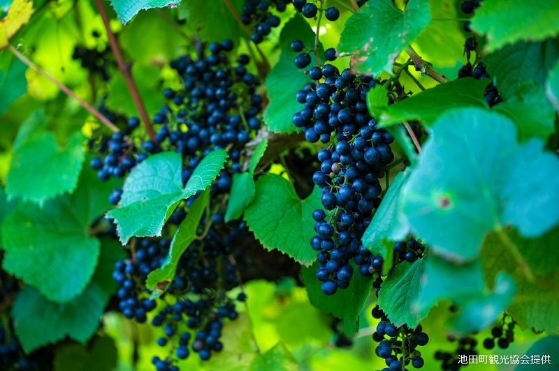 十勝ワイン ハーフ24本セット（360ml×24本）2種類 清見 山幸 飲みきりサイズ 北海道ワイン 池田町