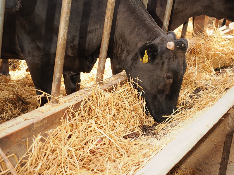 黒毛和牛 ステーキ 極上サーロイン2340ｇ（180ｇ×13枚）ブランド牛 十勝ワインビーフ 国産牛 北海道牛 増量中 