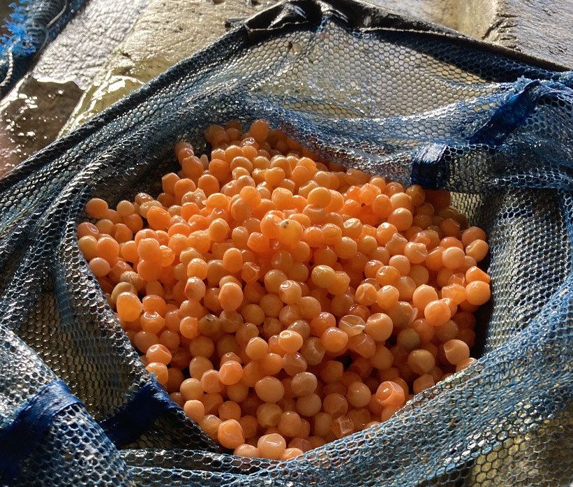 釣り堀チケット（中高生1名）釣り餌付 竿付き ドナルドサーモン 持ち帰り 1時間釣り放題 内臓処理対応 BBQ無料 エサ付 釣り体験