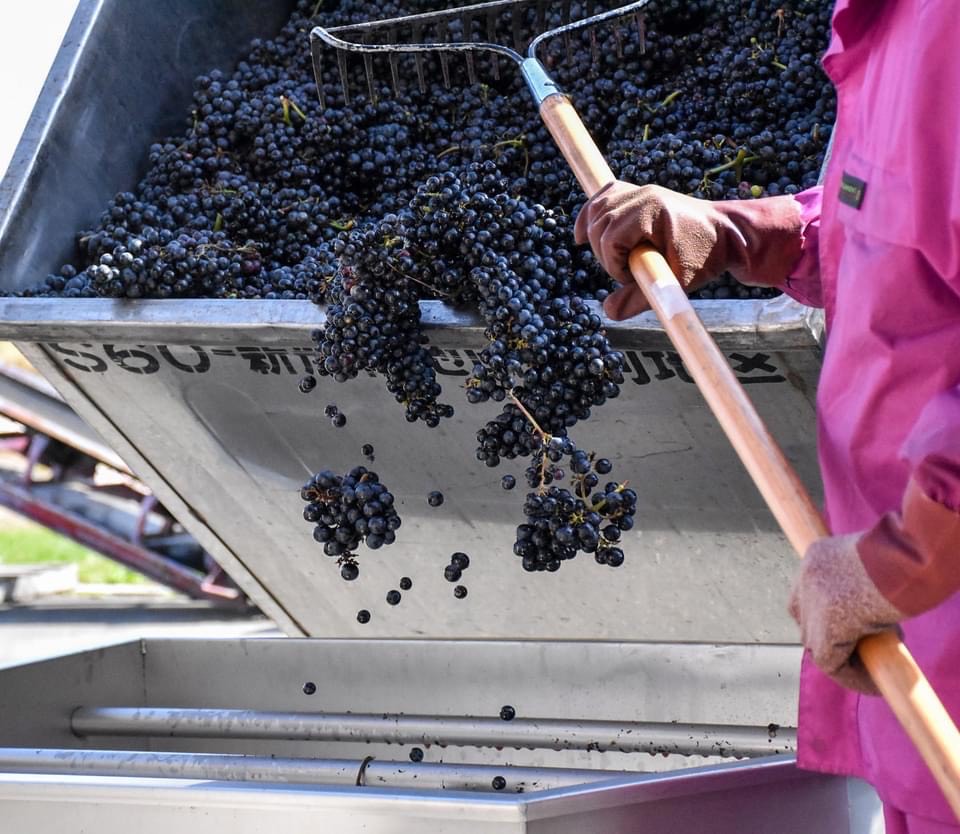 山幸 2本 赤ワイン 受賞歴多数 北海道ワイン テレ朝「朝だ！生です旅サラダ」で紹介されました OIV登録（国際ワイン・ブドウ機構） ワイン 世界が認めるワイン