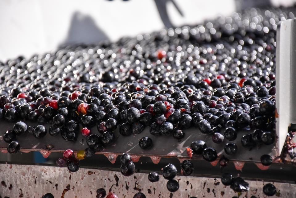 12/28申込分まで年内発送 清見2022 マグナム6本 9L 最短申込みから2日発送 北海道ワイン 北海道池田町 十勝ワイン