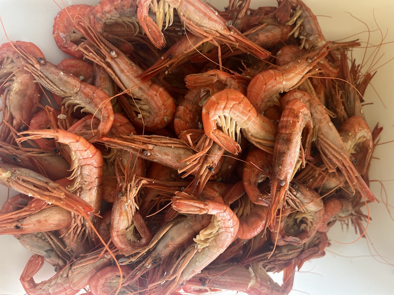 新物 北海縞海老 シマエビ 北海縞えび  国産 500g 40～44尾 しまえび 冷凍 えび エビ ボイル済み Sサイズ 