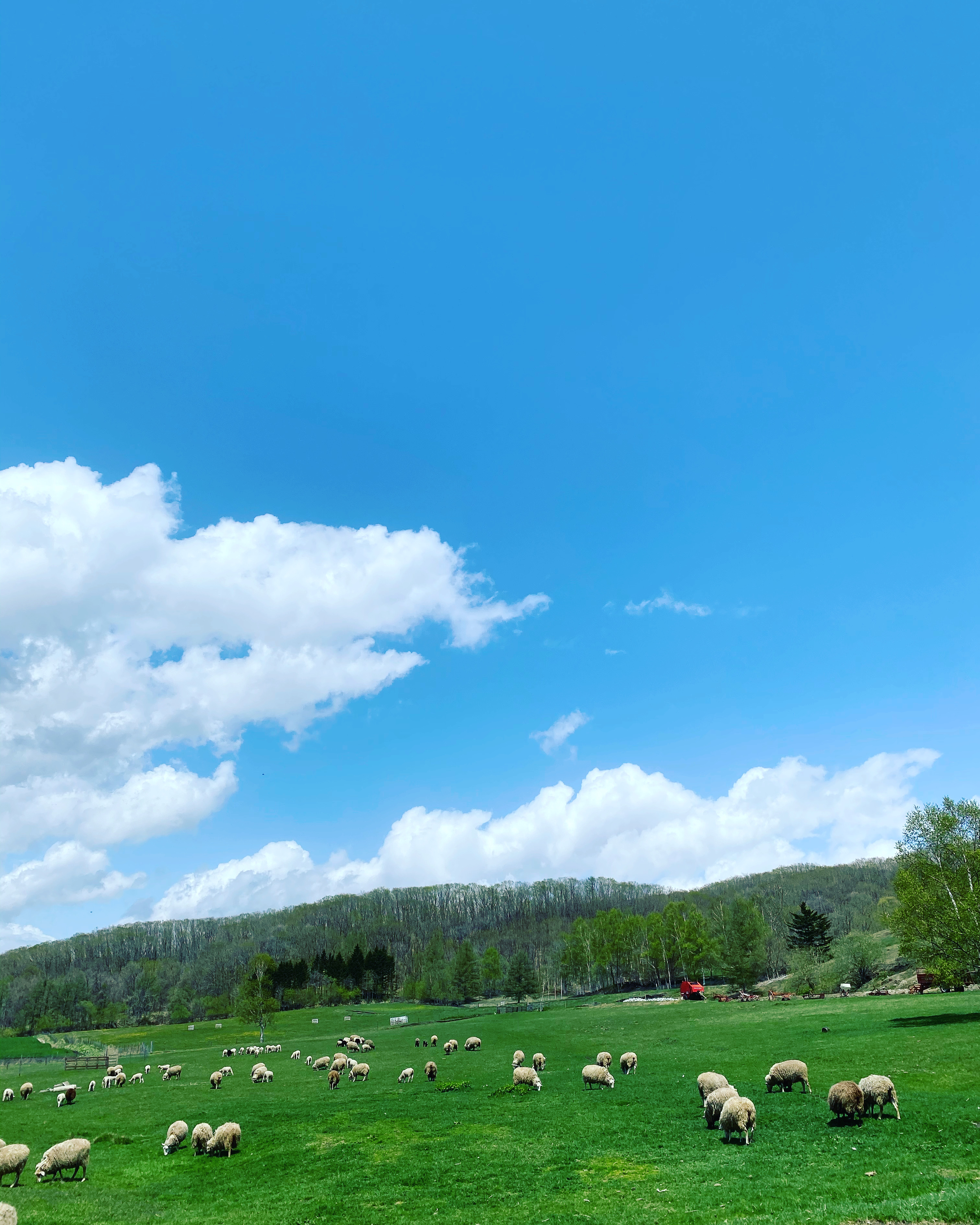 北海道池田町 ボーヤ・ファーム産 オリジナル羊肉 ソーセージ4本セット