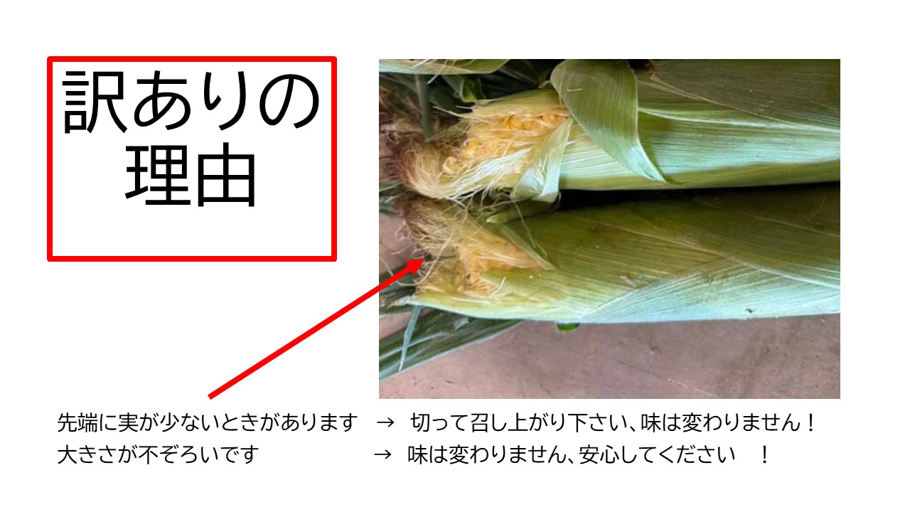 訳あり 北海道 雪の妖精（ホワイトコーン）11～12本入り 5キロ とうもろこし トウモロコシ 数量限定 期間限定 甘い 朝採り