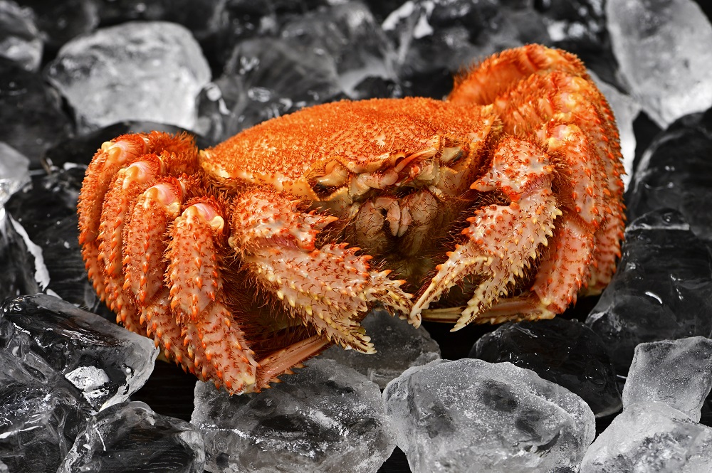 活ゆで毛蟹（2尾）計700～770g【冷凍】毛ガニ 毛かに 国産 北海道産 かに 蟹