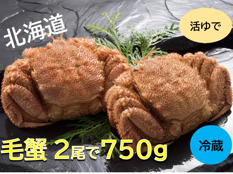 活ゆで毛蟹　2尾で750～800g【冷蔵】毛ガニ 毛かに 国産 北海道産