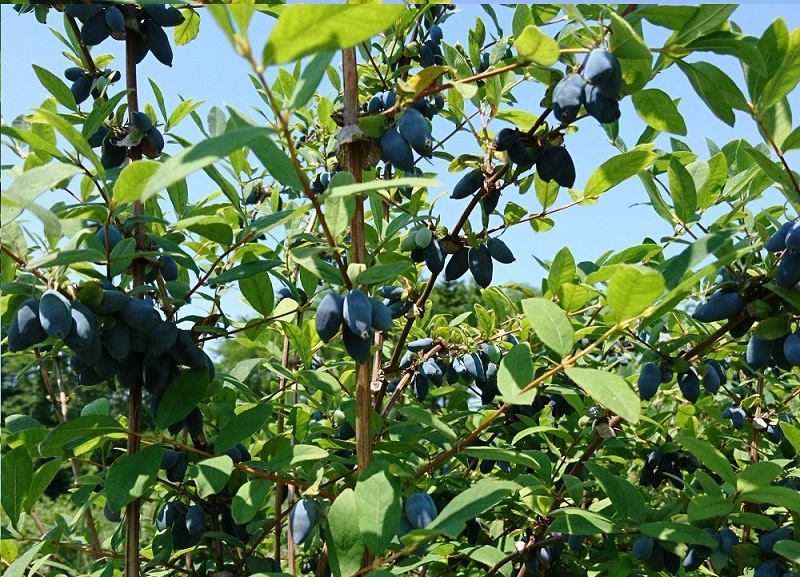 北海道 ぶどうミニジュース10本 ストレート 果汁100％ ぶどう 葡萄 ブドウ 無添加