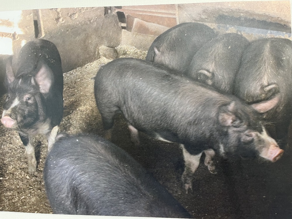 åæµ·é é»è± èãŸã 8å 1200g è± è±è æäœã ãžã¥ãŒã·ãŒ ãè ãã£ã·ã æž©ããã ã å·å å°åã