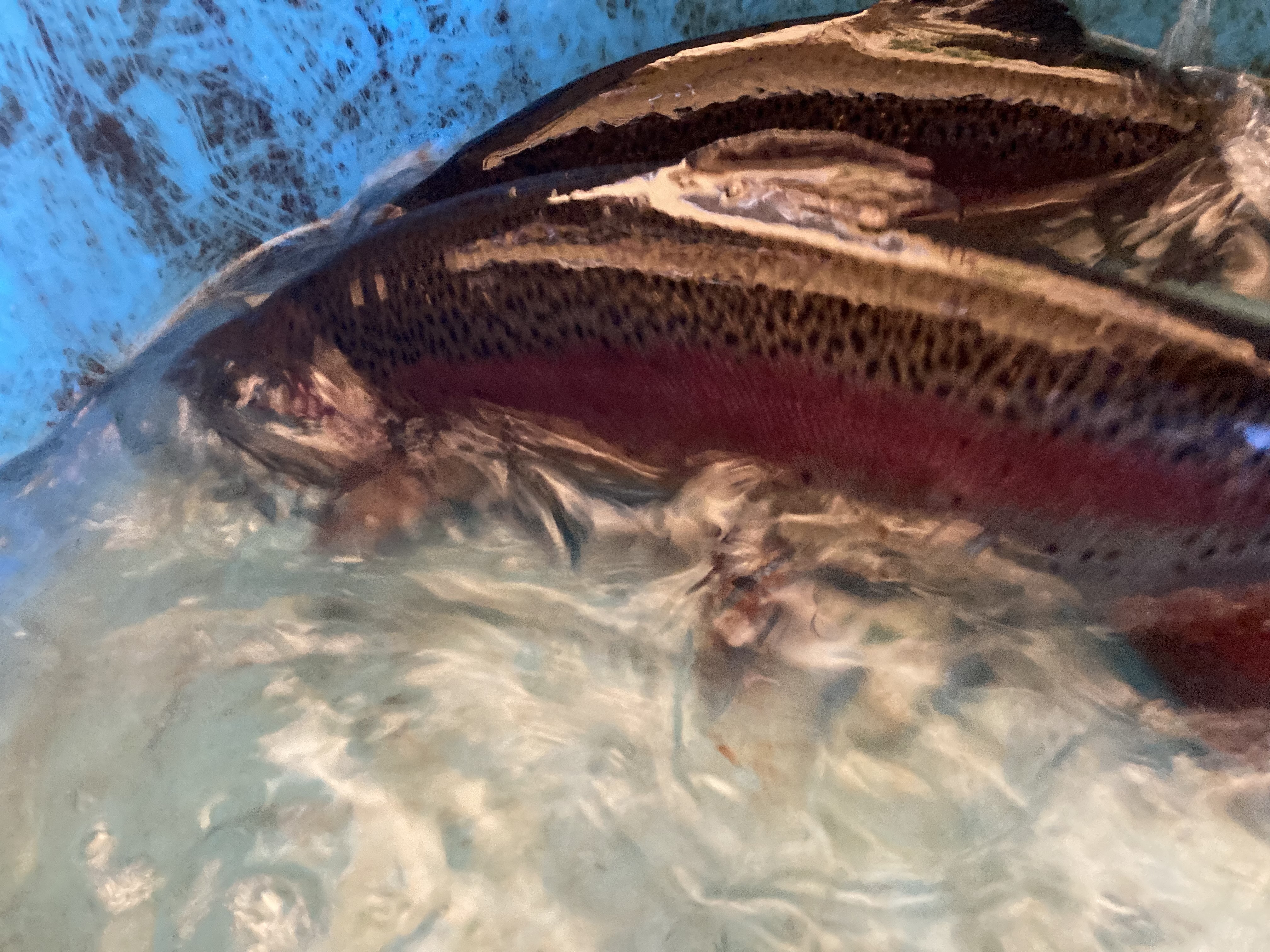 釣り堀チケット（大人1名）釣り餌付 竿付き ドナルドサーモン 持ち帰り 1時間釣り放題 内臓処理対応 BBQ無料 エサ付 釣り体験