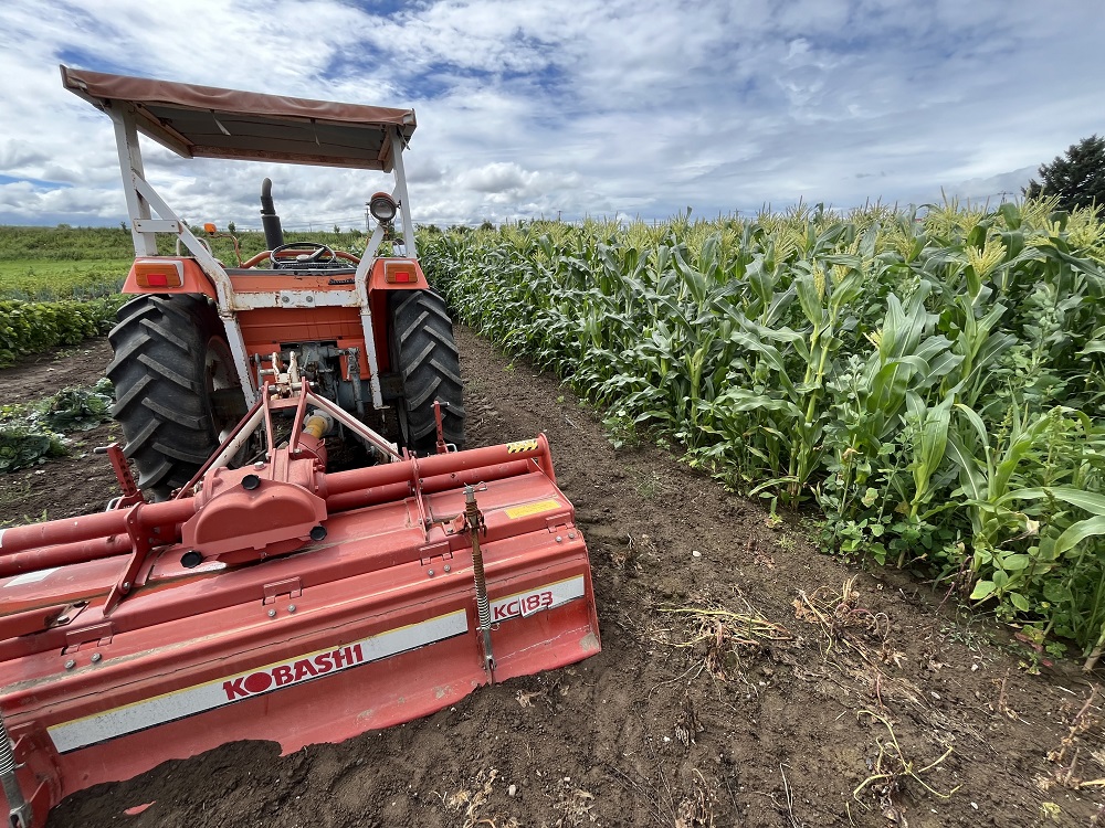 訳あり 北海道 雪の妖精（ホワイトコーン）11～12本入り 5キロ とうもろこし トウモロコシ 数量限定 期間限定 甘い 朝採り