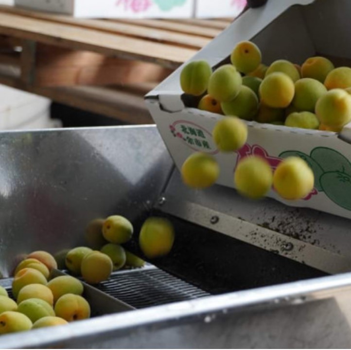 梅酒 ブランデー仕込み 500ml×12本 梅酒 ブランデー 甘口 原酒 熟成 フレンチオーク樽