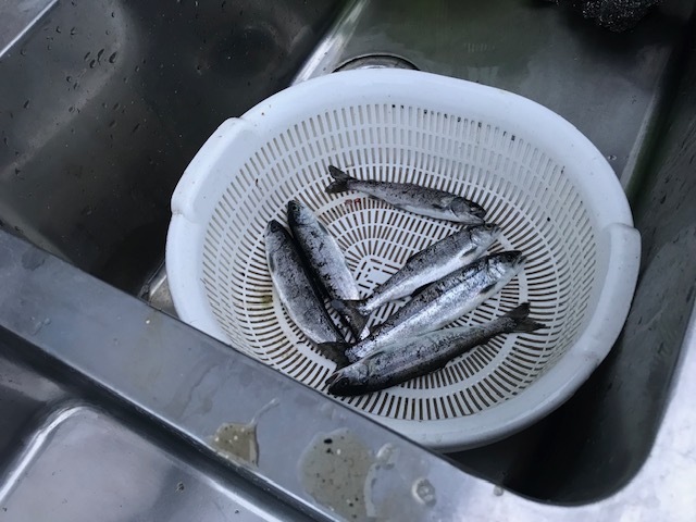 釣り堀チケット（子ども1名）釣り餌付 竿付き ドナルドサーモン 持ち帰り 1時間釣り放題 内臓処理対応 BBQ無料 エサ付 釣り体験