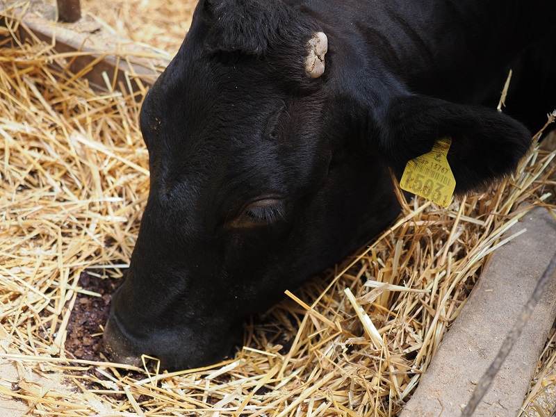 黒毛和牛 ステーキ 極上サーロイン2340ｇ（180ｇ×13枚）ブランド牛 十勝ワインビーフ 国産牛 北海道牛 増量中 