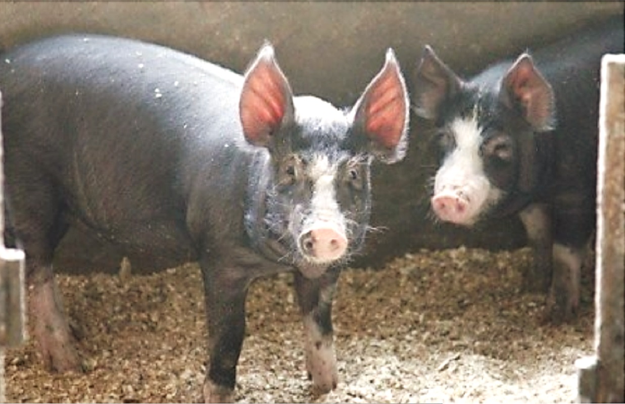 北海道 黒豚バラエティーセット1400g ハンバーグ 味噌漬け 肉まん 餃子 冷凍 総菜 弁当 生活応援