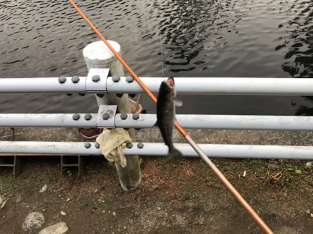 釣り堀チケット（中高生1名）釣り餌付 竿付き ドナルドサーモン 持ち帰り 1時間釣り放題 内臓処理対応 BBQ無料 エサ付 釣り体験