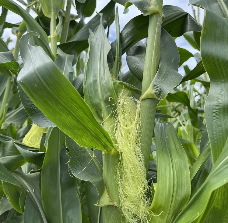 訳あり 北海道 雪の妖精（ホワイトコーン）11～12本入り 5キロ とうもろこし トウモロコシ 数量限定 期間限定 甘い 朝採り