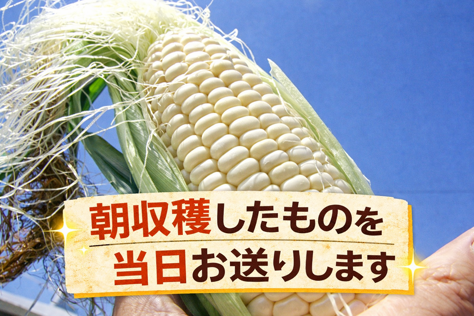 訳あり 北海道 雪の妖精（ホワイトコーン）11～12本入り 5キロ とうもろこし トウモロコシ 数量限定 期間限定 甘い 朝採り