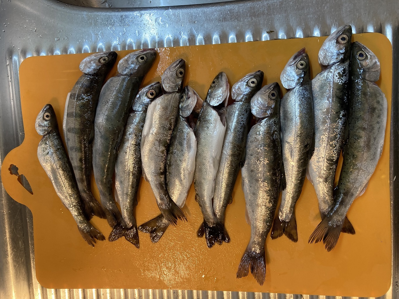 釣り堀チケット（子ども1名）釣り餌付 竿付き ドナルドサーモン 持ち帰り 1時間釣り放題 内臓処理対応 BBQ無料 エサ付 釣り体験