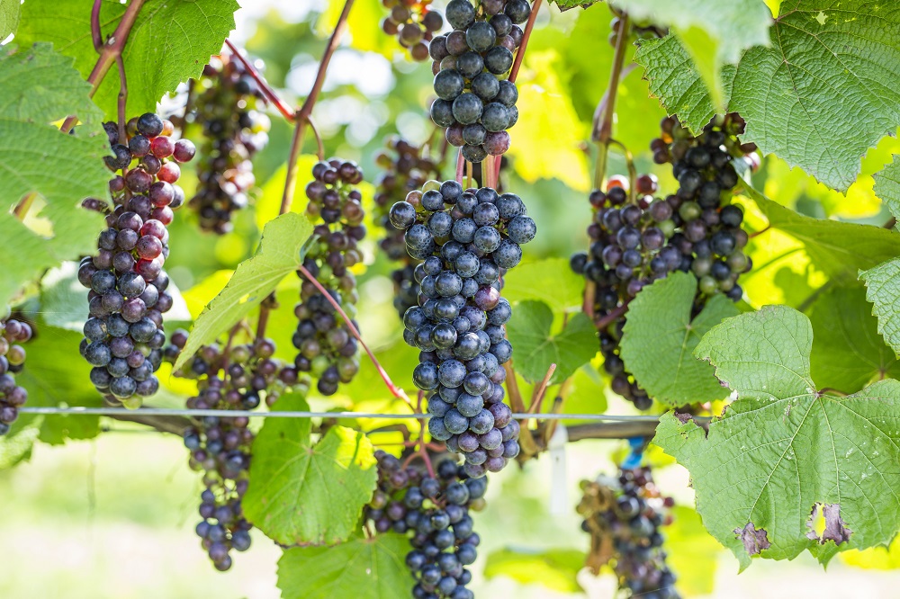 12/28申込分まで年内発送 清見2022 マグナム6本 9L 最短申込みから2日発送 北海道ワイン 北海道池田町 十勝ワイン