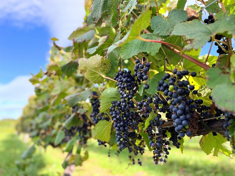 十勝ワイン　町民用シリーズ6本セット(赤・白・ロゼ)