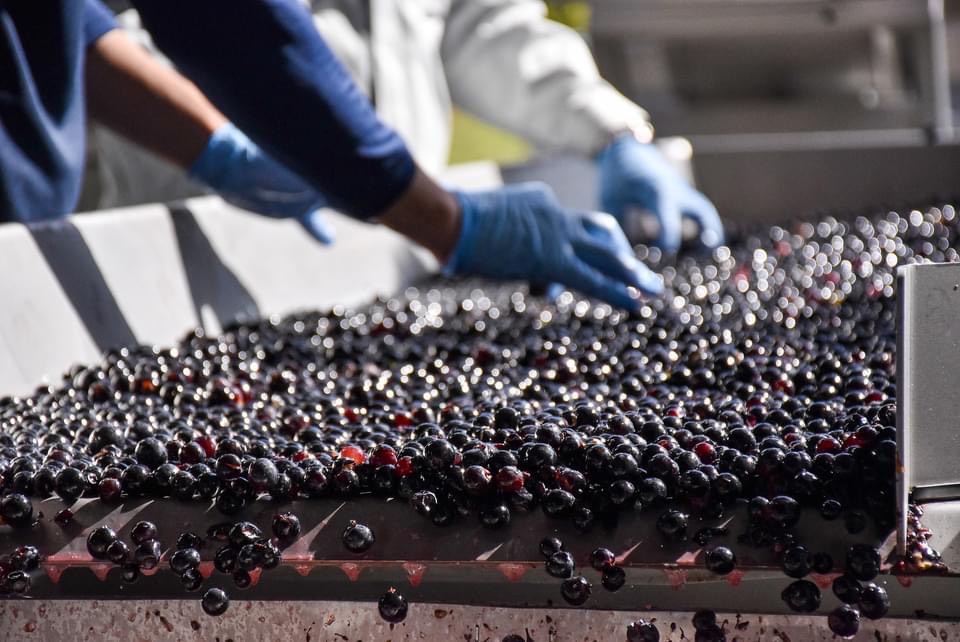 12/28申込分まで年内発送 清見2022 マグナム6本 9L 最短申込みから2日発送 北海道ワイン 北海道池田町 十勝ワイン