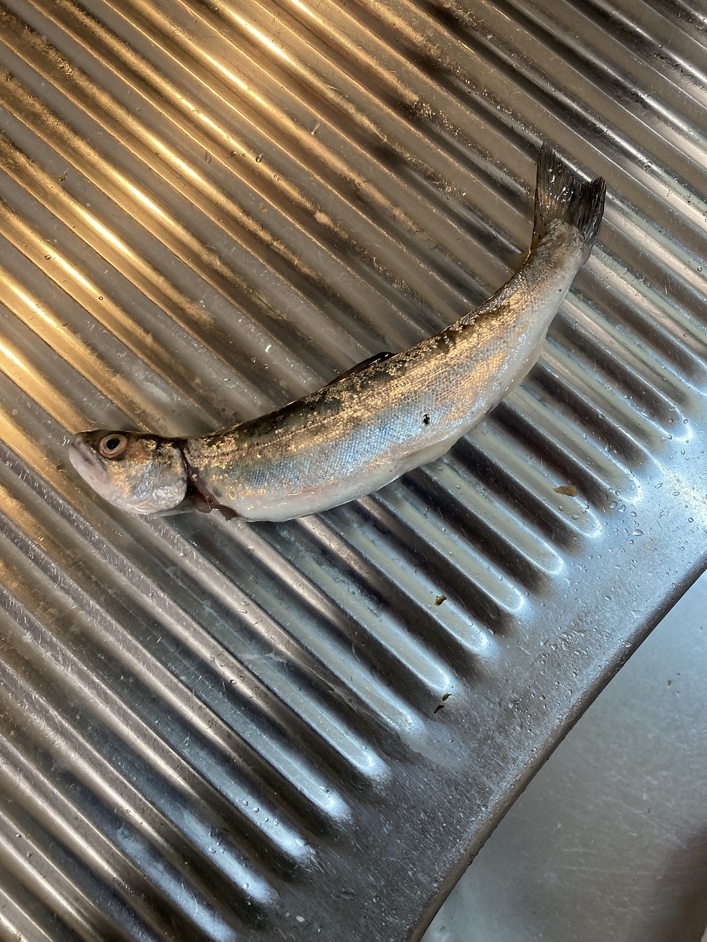 釣り堀チケット（子ども1名）釣り餌付 竿付き ドナルドサーモン 持ち帰り 1時間釣り放題 内臓処理対応 BBQ無料 エサ付 釣り体験