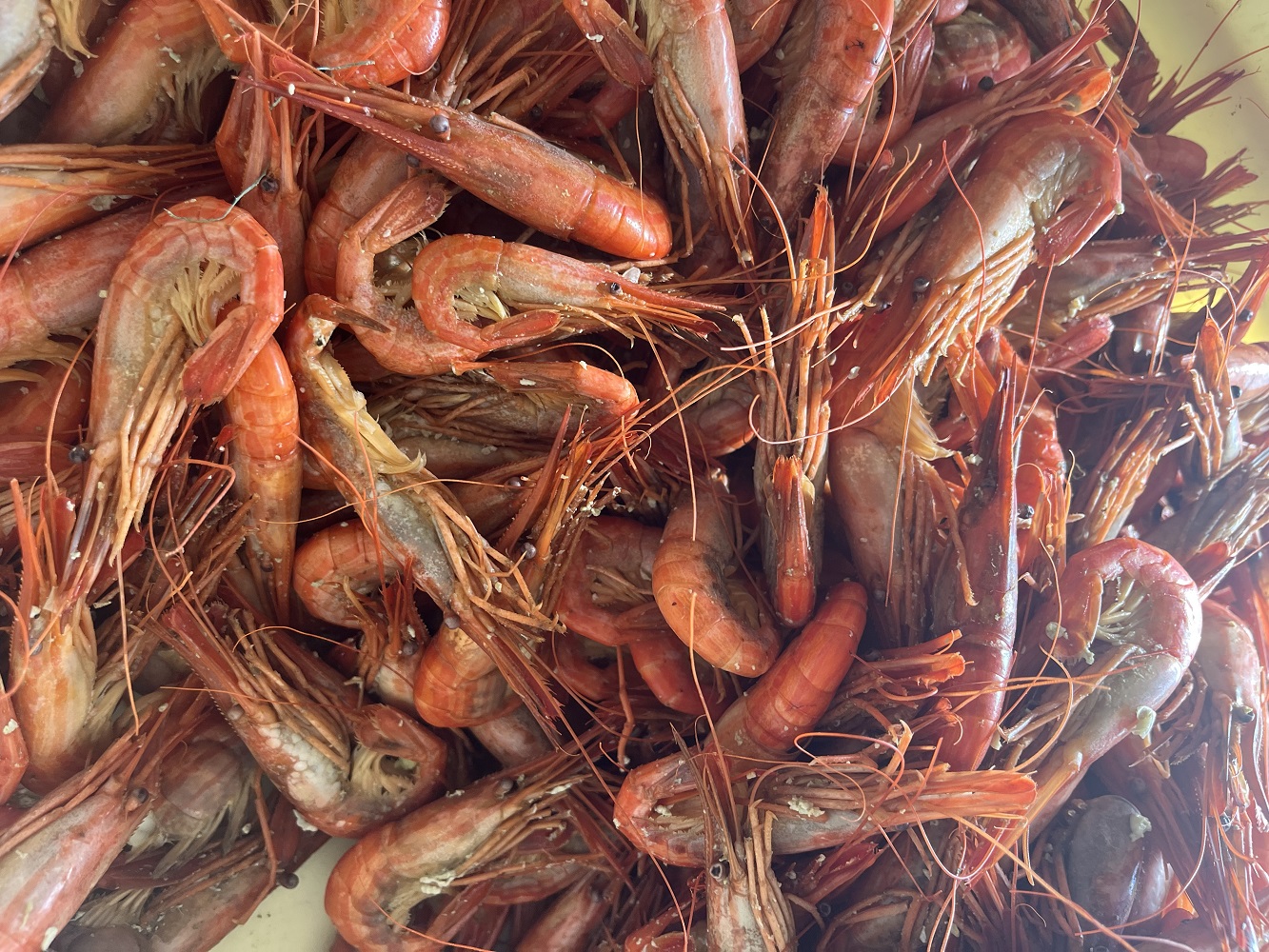 新物 北海縞海老 シマエビ 北海縞えび  国産 500g 40～44尾 しまえび 冷凍 えび エビ ボイル済み Sサイズ 