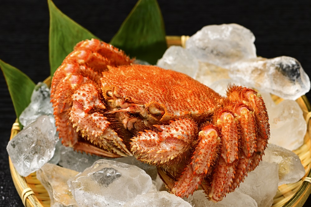 活ゆで毛蟹（2尾）計700～770g【冷凍】毛ガニ 毛かに 国産 北海道産 かに 蟹